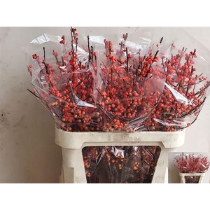 Ilex Ve Oudijks Orange