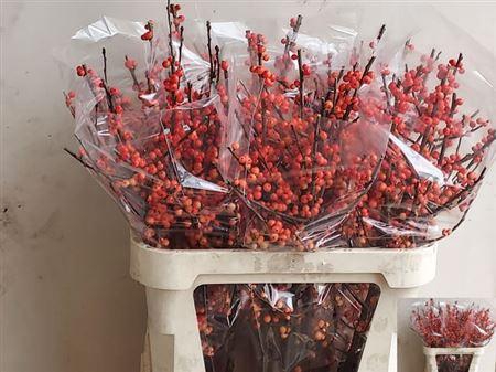 <h4>Ilex Ve Oudijks Orange</h4>