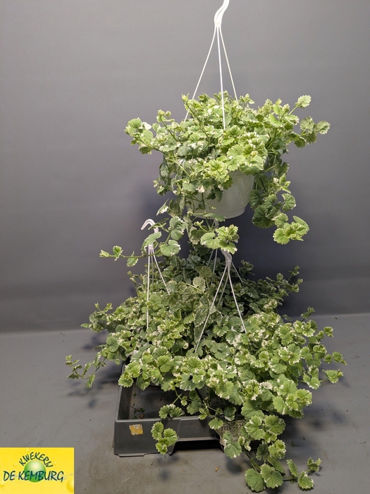 <h4>GLECHOMA VARIEGATA</h4>