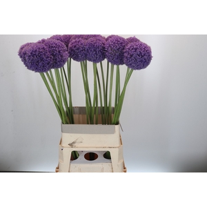 Allium Giganteum