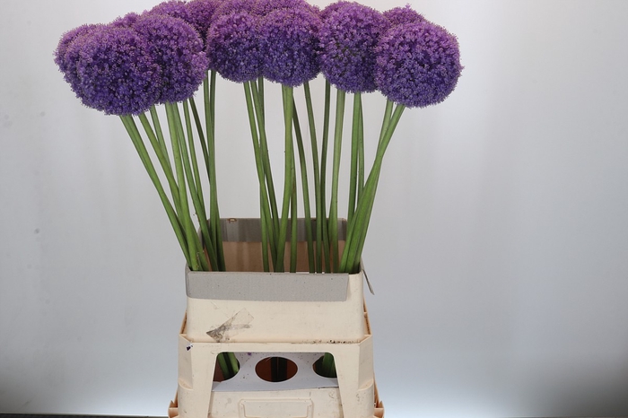 <h4>Allium Giganteum</h4>