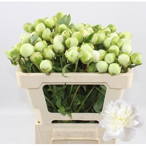 PAEO L DUCHES D NEMO