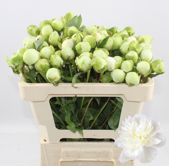 <h4>PAEO L DUCHES D NEMO</h4>