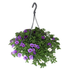 Hangpotten 23 cm Calibrachoa Mix Voltaire