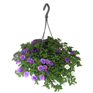 Hangpotten 23 cm Calibrachoa Mix Voltaire