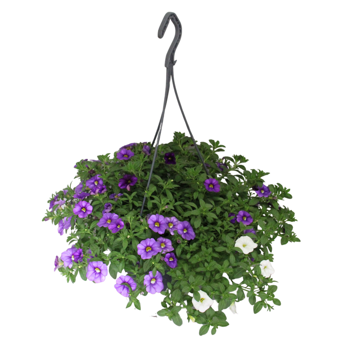 <h4>Hangpotten 23 cm Calibrachoa Mix Voltaire</h4>