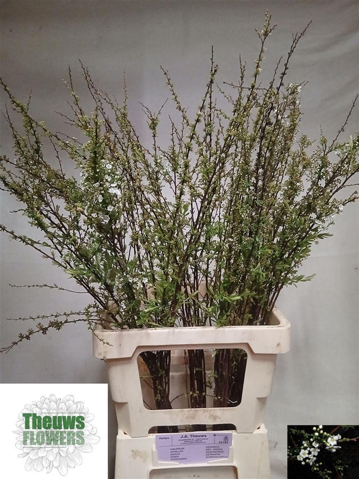 <h4>Spiraea C Grefsheim</h4>