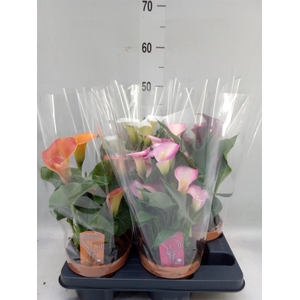 Zantedeschia   ...mix 4