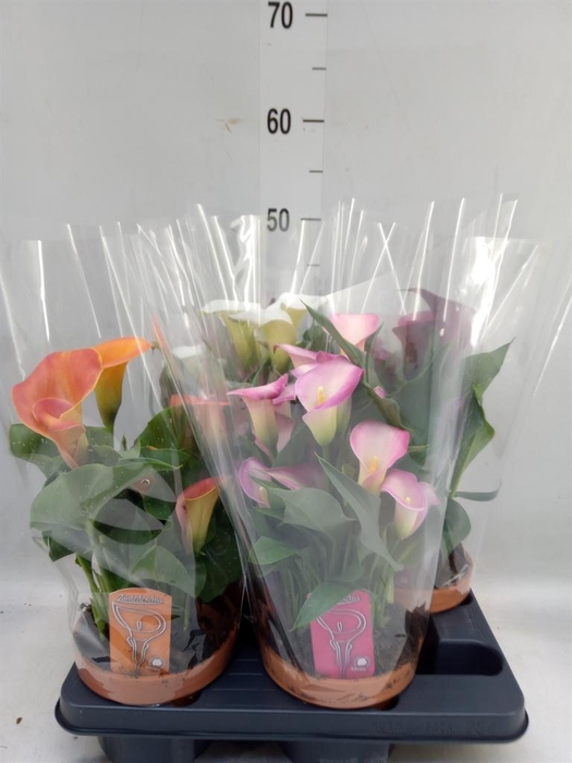 <h4>Zantedeschia   ...mix 4</h4>