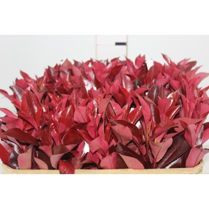 FOLH PHOTINIA VERMELHO 060 CM
