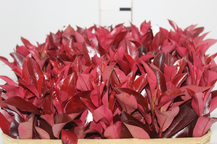 <h4>FOLH PHOTINIA VERMELHO 060 CM</h4>