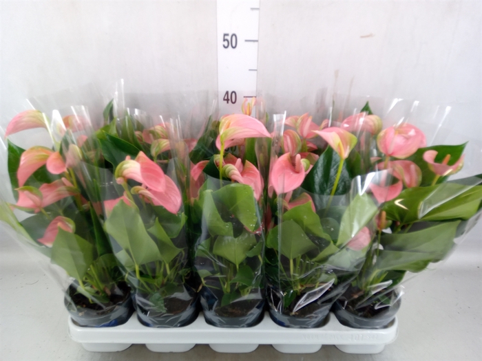 <h4>Anthurium andr. 'Joli'</h4>