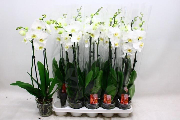 <h4>PHAL OV WIT</h4>