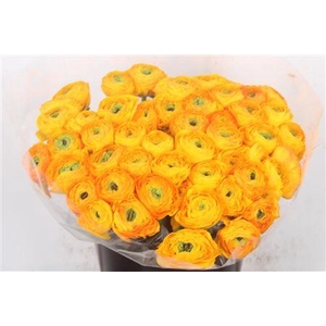 Ran.. Su Solaris Extra X50