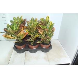 CROTON HIBRIDO PETRA P17