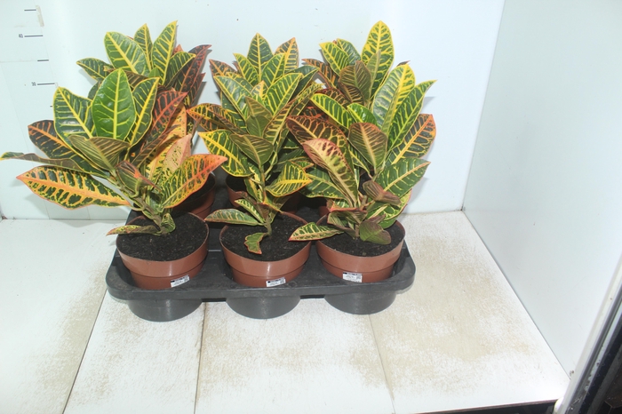 <h4>CROTON HIBRIDO PETRA P17</h4>
