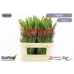 RUMEX CRISP UNICORN