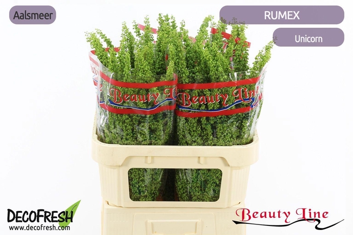 <h4>RUMEX CRISP UNICORN</h4>