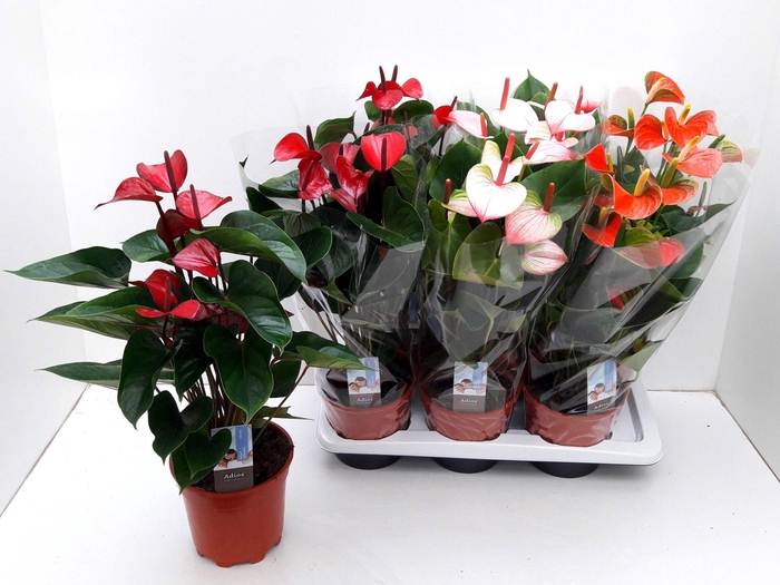 <h4>ANTHU AN GEM 3 KL</h4>