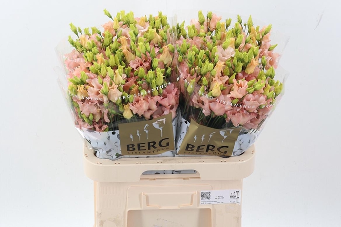 <h4>Eus E Falda Apricot</h4>