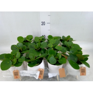 Arr.   Kamerplant Groen L%