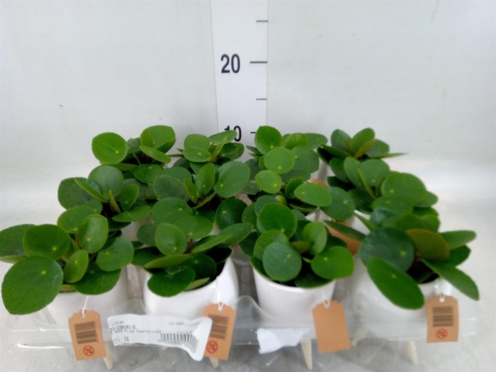 <h4>Arr. Kamerplant Groen L%</h4>