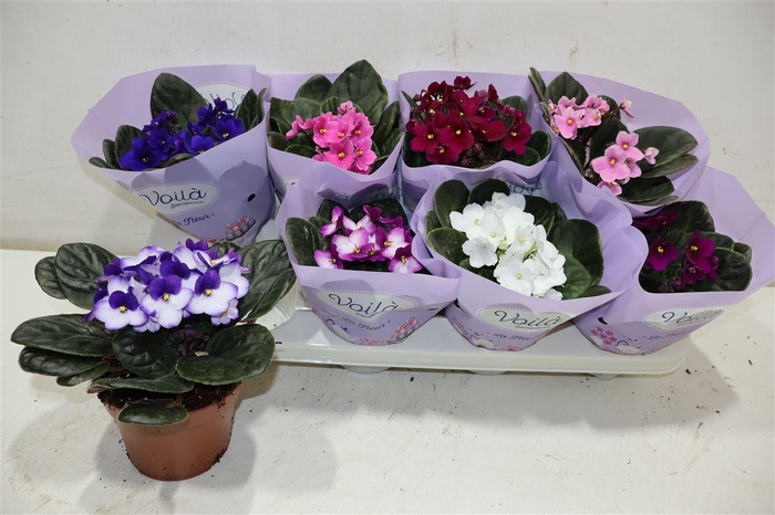 <h4>arr8 Saintp Gem</h4>