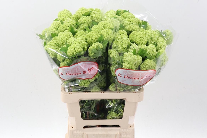 <h4>Viburnum Roseum St</h4>