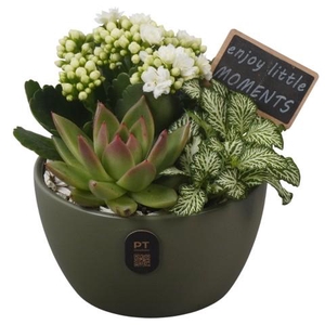 PTIB5141 Arrangementen kamerplanten