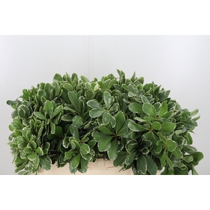 Pittosporum Ilan