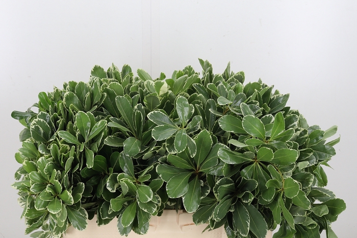 <h4>Pittosporum Ilan</h4>