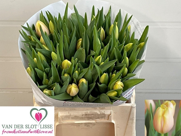 <h4>TU EN MANGO CHARM</h4>