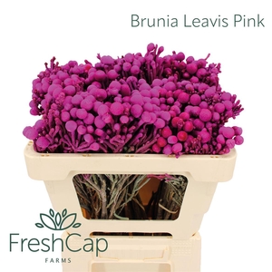Brunia Leavis Pink