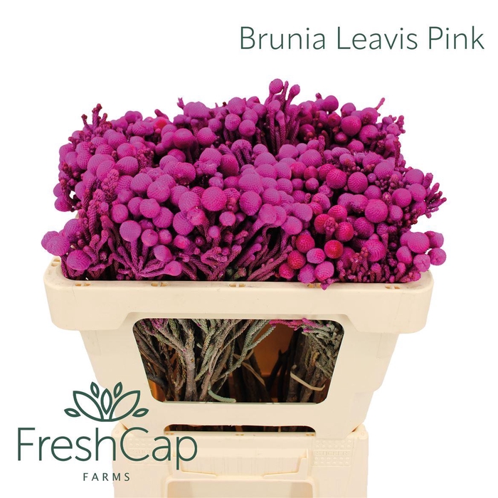 <h4>Brunia Leavis Pink</h4>