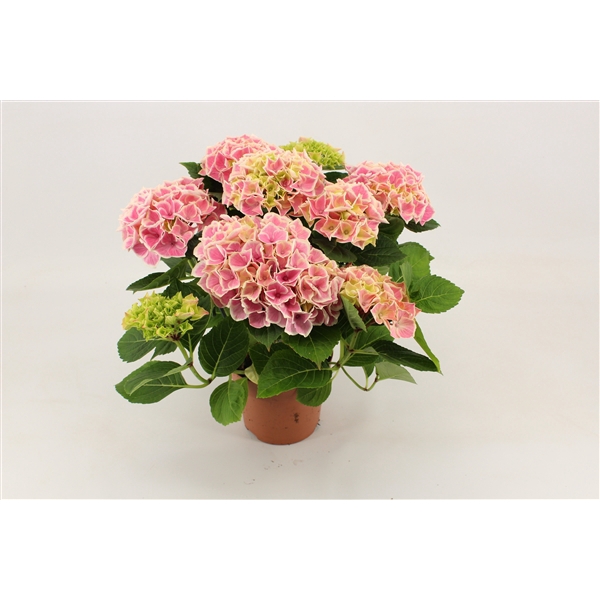 <h4>Hydrangea Candy Heart roze 14 cm 5 kop rijp 2</h4>