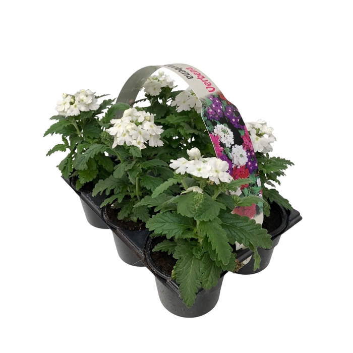 <h4>Verbena wit 6p</h4>