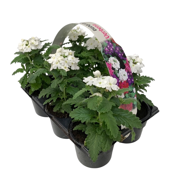 <h4>Verbena wit 6p</h4>