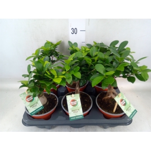 Ficus microcarpa 'Ginseng'