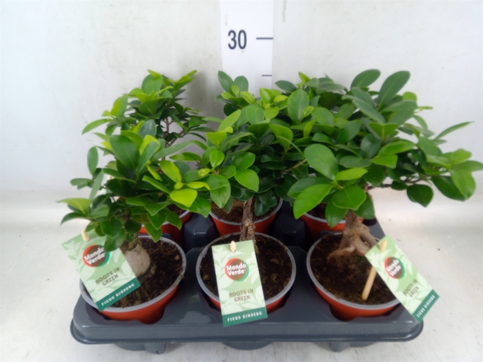 <h4>Ficus microcarpa 'Ginseng'</h4>