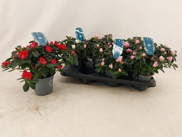 <h4>RHODO SI V GEM 4 SRT</h4>