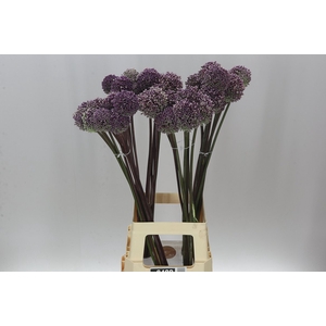 Allium Summer Drummer