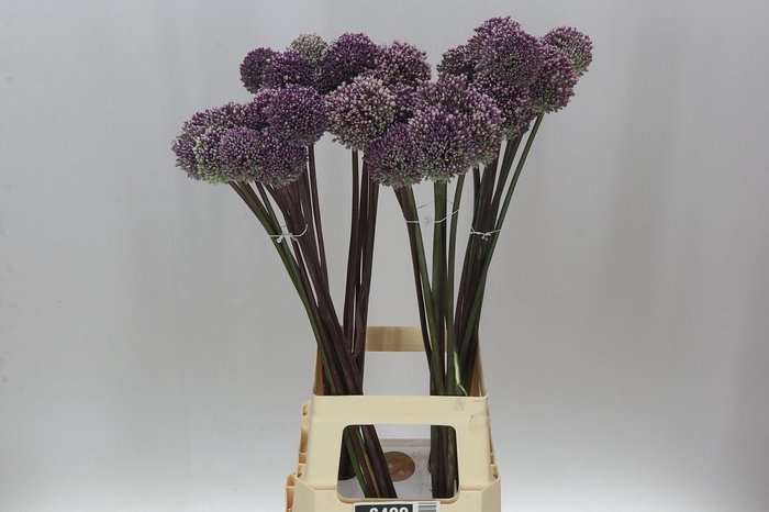 <h4>Allium Summer Drummer</h4>