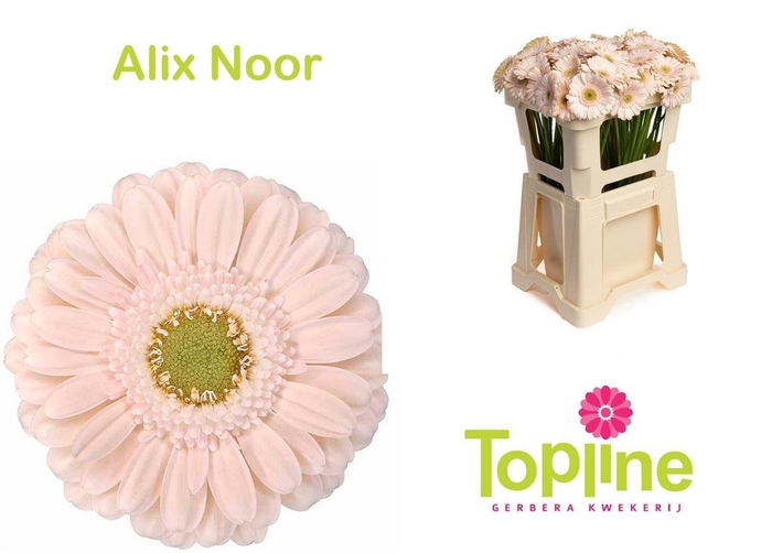 <h4>Ge Mi Alix-noor 07 CM,(NL),(20)</h4>