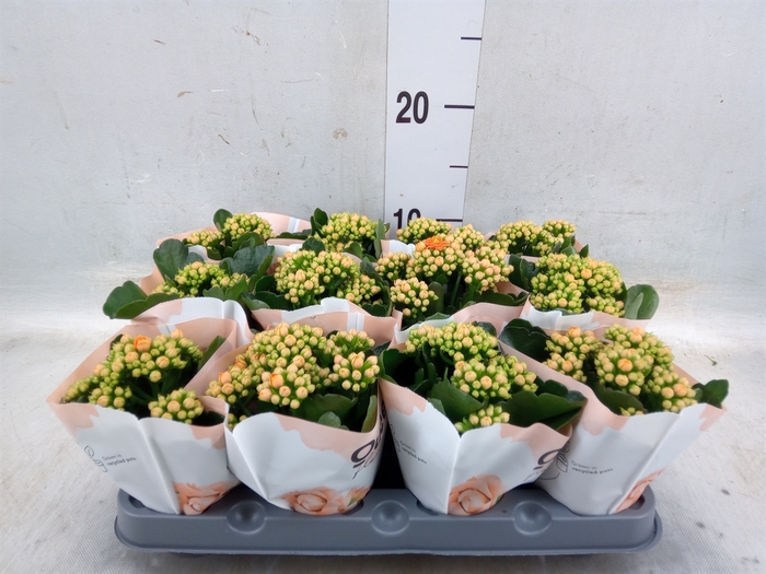 <h4>Kalanchoe  'MoreFlow Geneva'</h4>