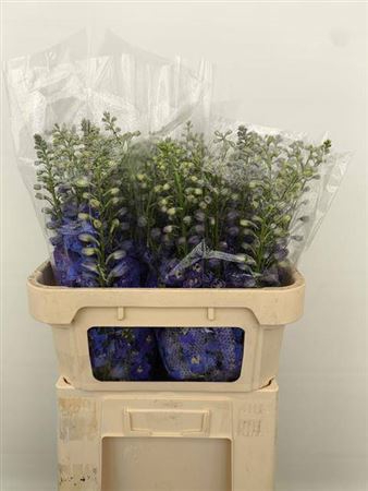 <h4>Delph Du C Bl Shades</h4>
