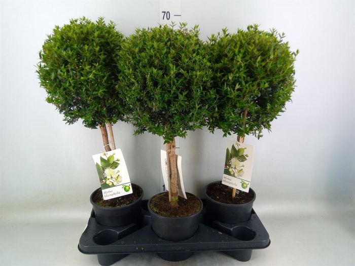 <h4>Myrtus communis</h4>