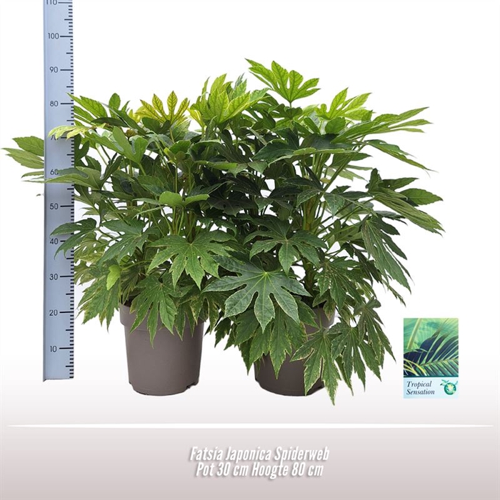 <h4>Fatsia Japonica Spiderweb</h4>