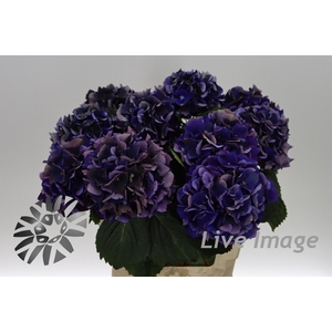 Hydrangea royal king classic