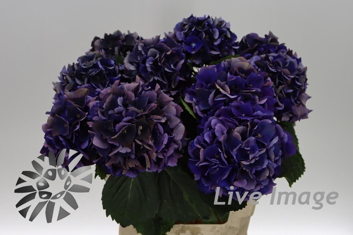 <h4>Hydrangea royal king classic</h4>