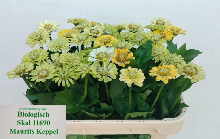 <h4>ZINNIA ELEGANS</h4>